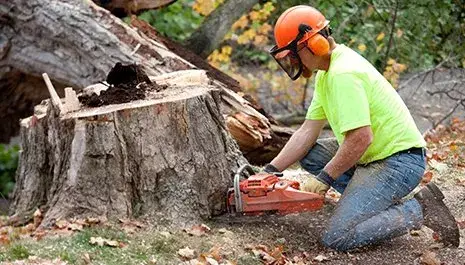 Emergency Tree Service summerville sc