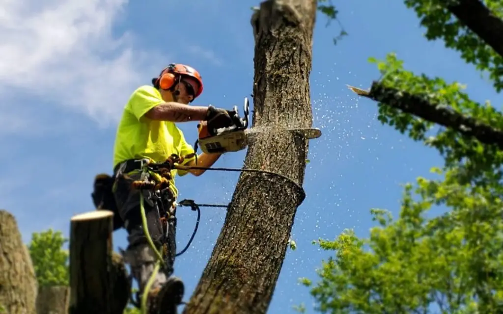 Tree removal summerville