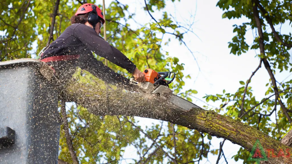 Tree removal service summerville