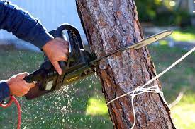 Residential and commercial tree service summerville