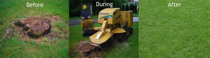 Stump removal grinding service summerville